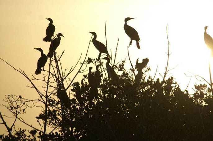 Voile-Senegal-Excursions